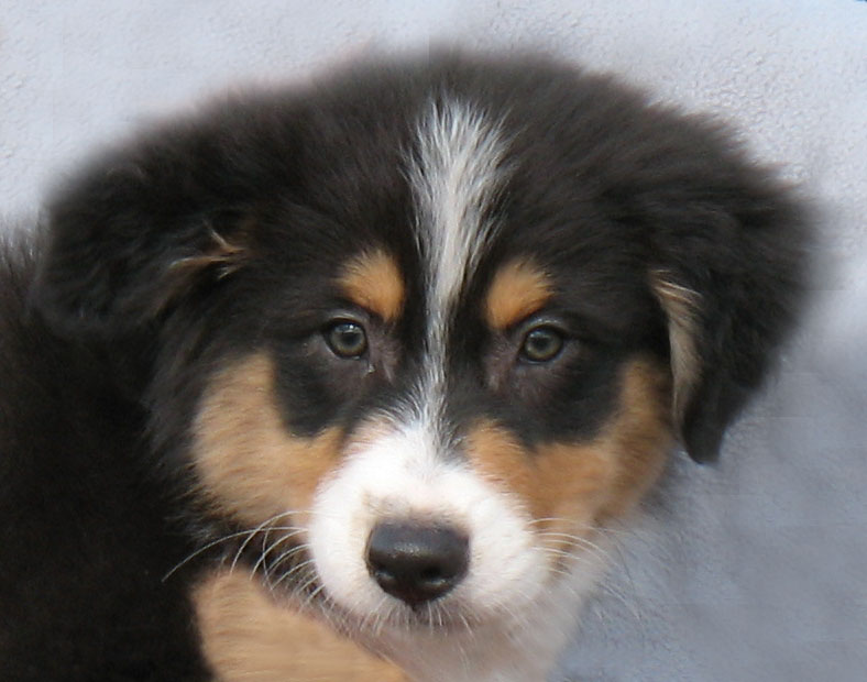 St. Paul Dog Obedience Classes